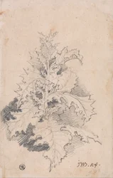 Studie einer Distel